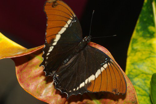 Rusty-tipped Page