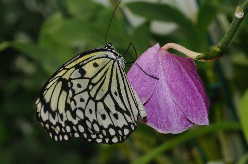 Paper Kite