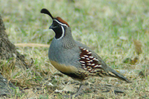 Gambel's Quail. Male. Common bird in Arizona.