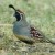 Gambel's Quail. Male. Common bird in Arizona. Gambel's Quail. Male. Common bird in Arizona.