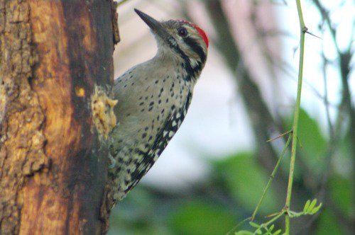 Ladder-backed Woodpecker. Male.