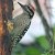 Ladder-backed Woodpecker. Male. Ladder-backed Woodpecker. Male.