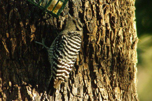 Ladder-backed Woodpecker. Female.