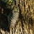 Ladder-backed Woodpecker. Female. Ladder-backed Woodpecker. Female.