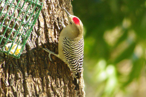 Gila Woodpecker. Male. He wants some of that suet.