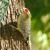 Gila Woodpecker. Male. He wants some of that suet. Gila Woodpecker. Male. He wants some of that suet.