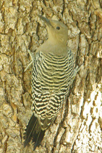 Gila Woodpecker. Female.