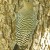 Gila Woodpecker. Female. Gila Woodpecker. Female.
