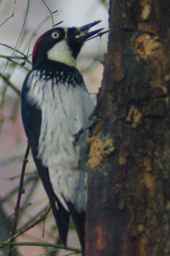 Acorn Woodpecker. My favorite. They're so funny!