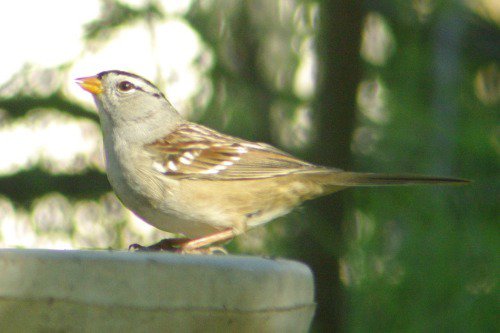 White-crowned Sparrow.