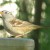 White-crowned Sparrow. White-crowned Sparrow.