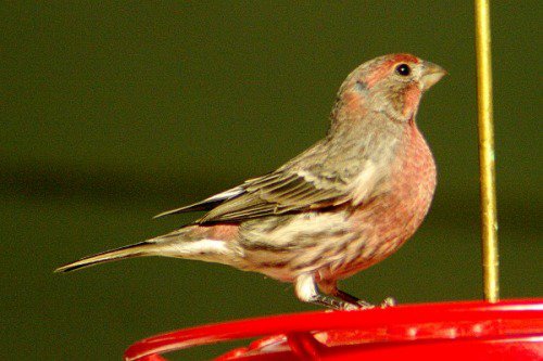 House Finch. Male.
