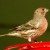 House Finch. Male. House Finch. Male.