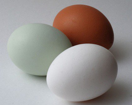 Araucana egg with two conventional eggs. They all taste the same.