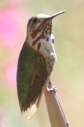 This male Calliope Hummingbird (Stellula calliope) was a special visitor one year, and this was the only place I have seen one.