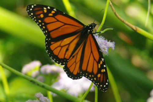 Monarch Butterfly (Danaus plexippus).