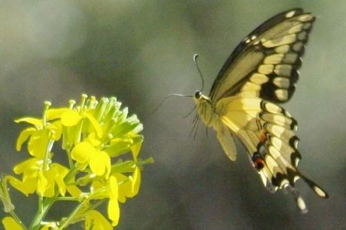 Giant Swallowtail (Papilio cresphontes). I don't know the species of flower.