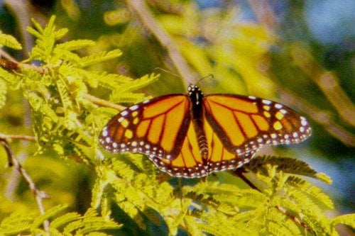 Another monarch. Just an orange dot in the distance, so I used my telephoto. Taken in December!