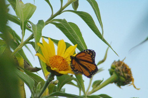 Monarch on Mexican Sunflower. Taken in December!