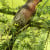 House Finch, male (Carpodacus mexicanus).