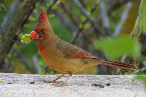 This female Cardinal couldn't figure out how to eat the fruit. She finally gave up. (Cardinalis cardinalis)