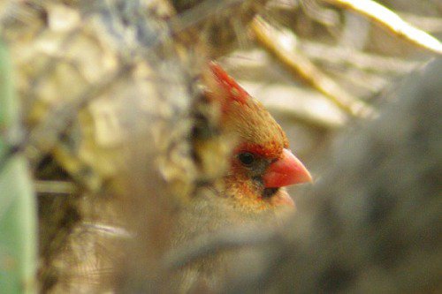 The same Cardinal. Sometimes she's out in plain sight, and other times she hides.