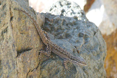 Ornate Tree Lizard (Urosaurus ornatus). I like to think of these common lizards as tiny dinosaurs, and their scientific name reflects it.