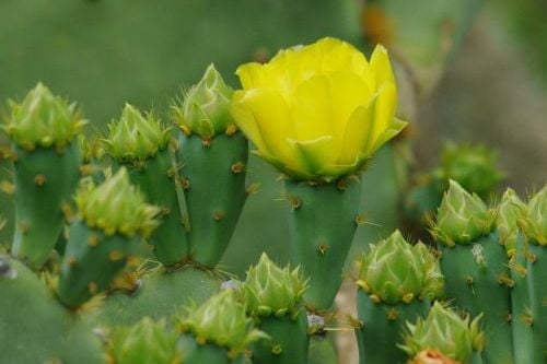Prickly Pear (Opuntia engelmannii). This cactus grows worldwide; this is the most common local variety. Flowers vary to peach and orange.