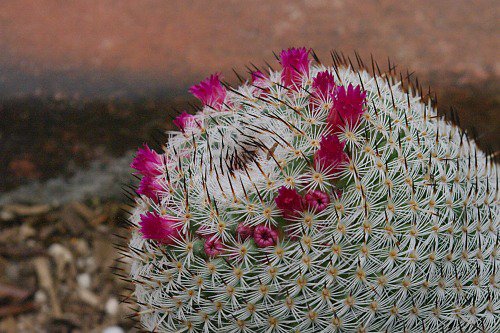 Mammillaria sp. I don't know which one. There is a ramada with these less common plants in planters around the perimeter.