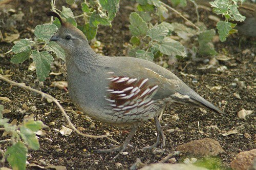 Female Gambel's Quail (Callipepla gambelii). Many families live in the park. Their soft call is soothing.