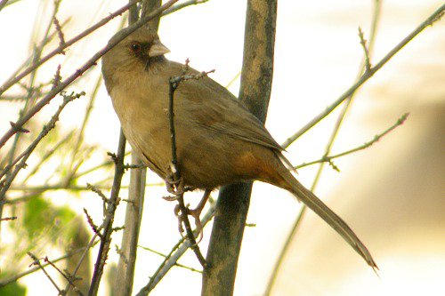 Abert's Towhee (Pipilio aberti). They like bugs they find in leaf litter, so they don't commonly sit in trees.