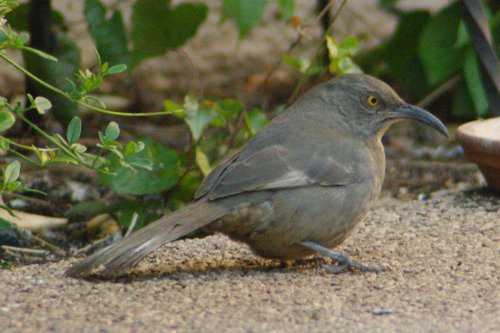 Curve-billed Thrasher (Toxostoma curvirostre). Their "bob white" sounding call is a scold if they don't want you around.