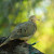 Sleepy Mourning Dove. Their soft call is refreshing.