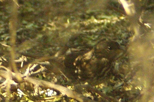 Fox Sparrow (Passerella iliaca). An elusive rarity, he hides in the shadows of a Hackberry, so he's hard to capture.