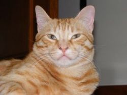 Orange cat