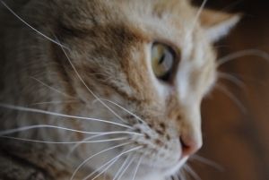 Should I Get a Cat? Maybe an Orange Cat?