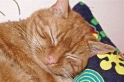 Mog is at peace in his new home.