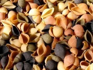 Colorful shell pasta for the cheapest recipes