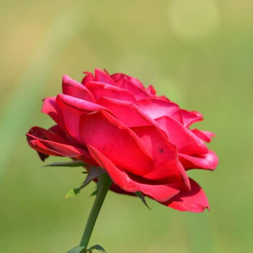 red rose