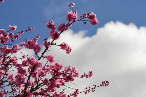 cherry blossom tree
