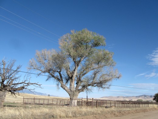 The big sycamore tree along a lonely stretch of road near the de Niza monument in southern Arizona.