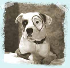 "PETEY WAS A PITBULL"-THE ALL AMERICAN FAMILY DOG!