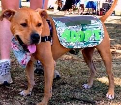 An "Adopt Me Vest" in action!