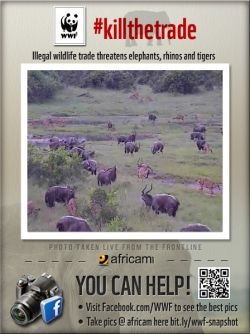 Large herd of animals on Africam