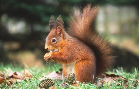 British Red Squirrel