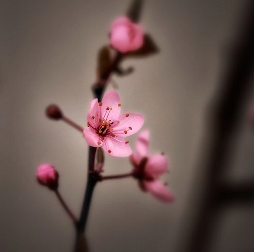 Image from Pixabay.com