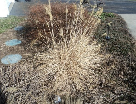 I wrote this article in very early spring after I planted this Maiden Grass during the previous year. I didn't have a picture from the previous summer growing season. See images below to see what it now looks like during other seasons. Much better.