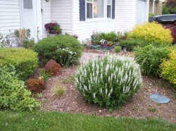 1 of 5 Salvias I have in my yard.  This one is Snowhill Salvia.  Click to see Rose Queen.