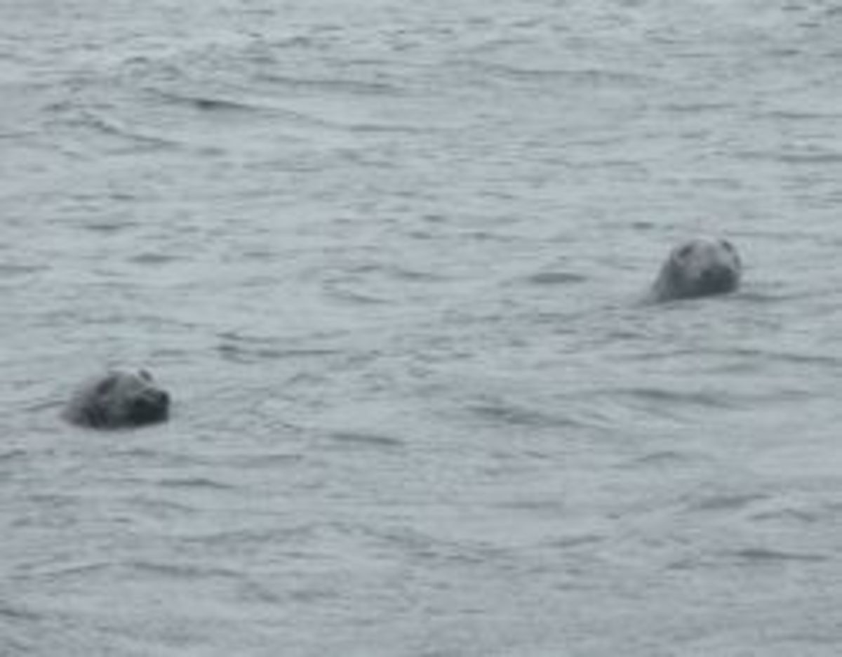 Nova Scotia Bay of Fundy Seals