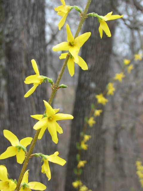 bright yellow Forsythia is a clashing contrast against the gray, leafless background of woods just plumping to bud 